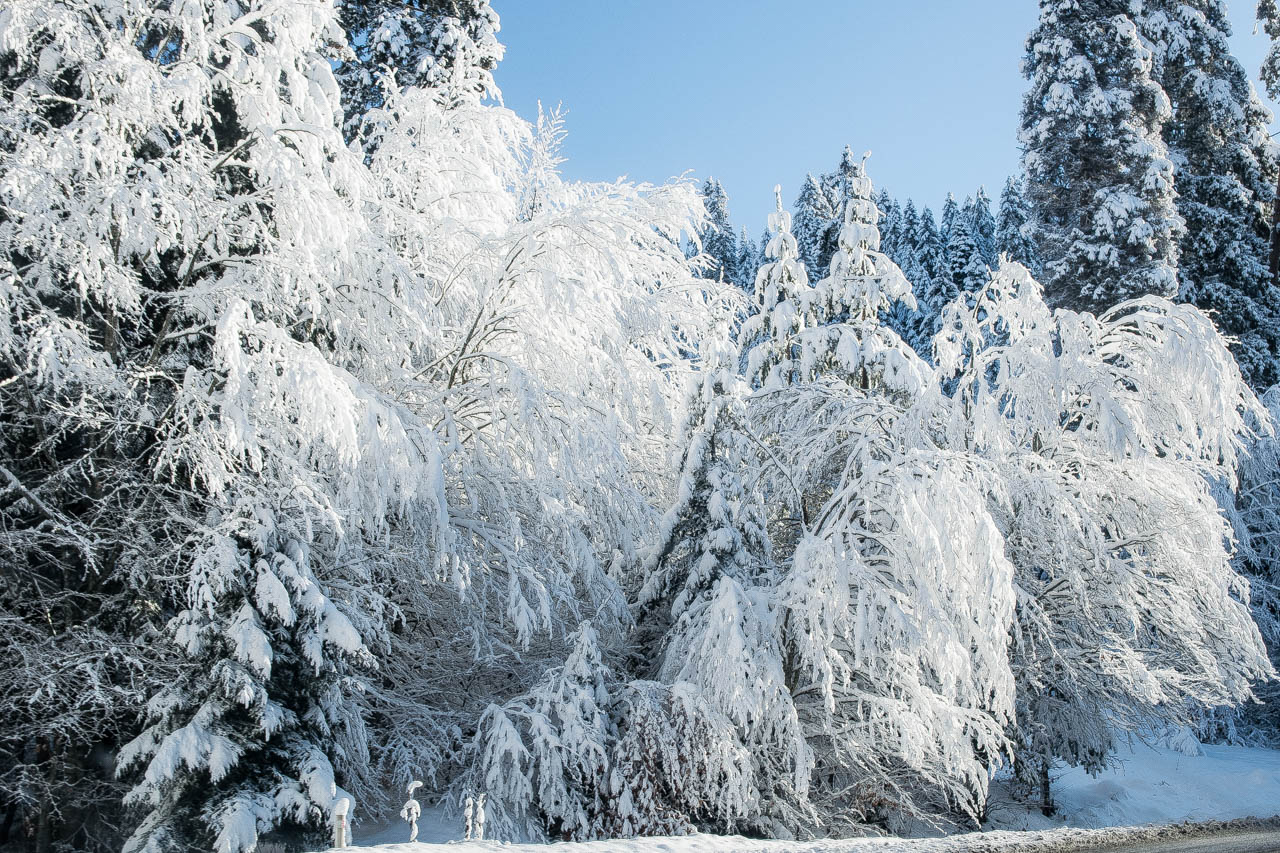снежный лес в Грузии