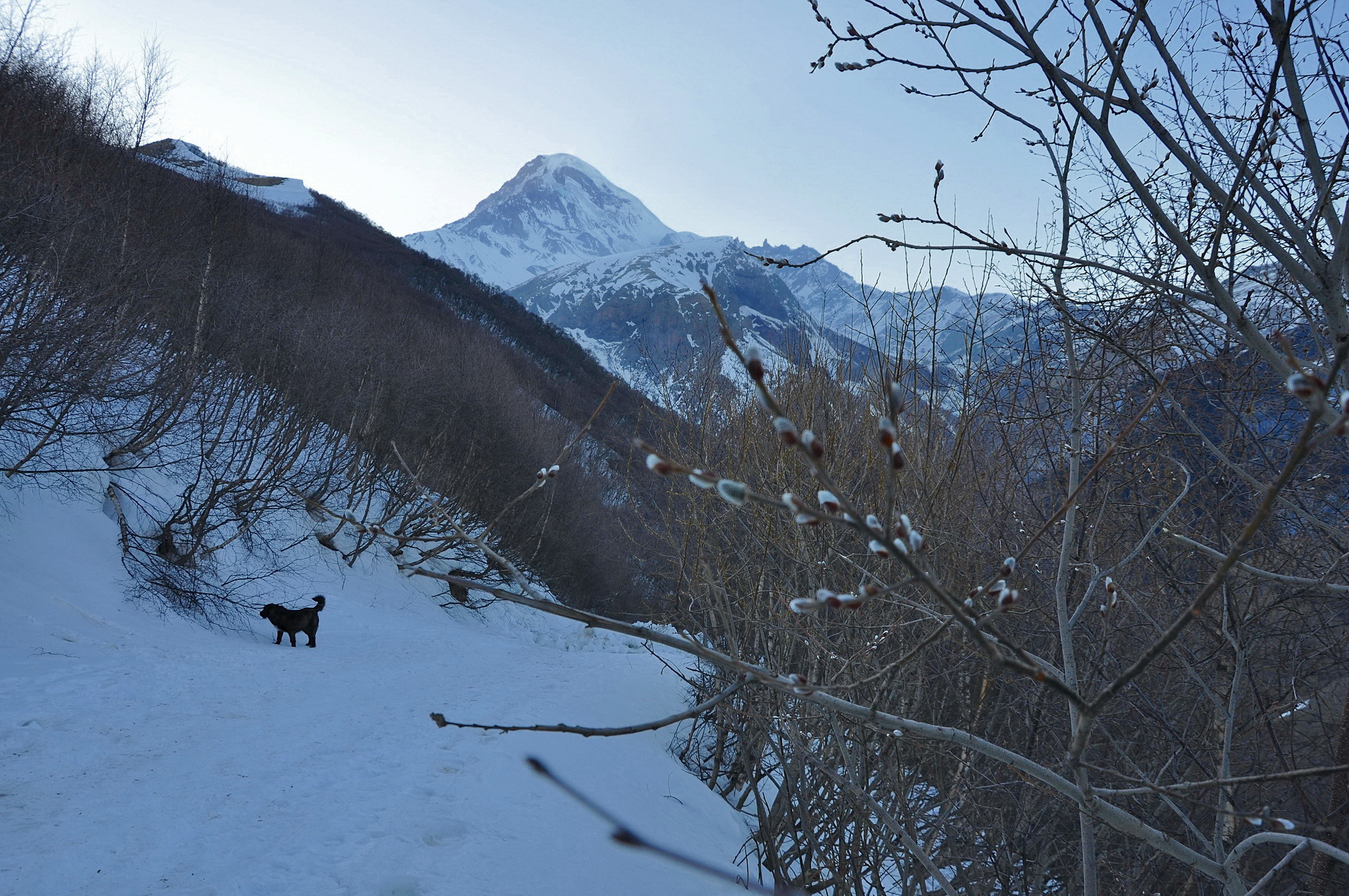 бродячий пес в горах кавказа