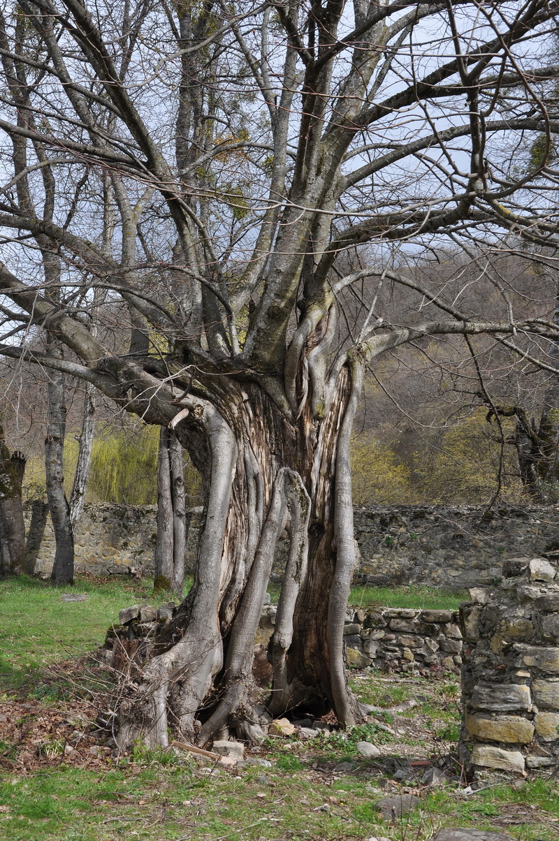 старое дерево Грузия
