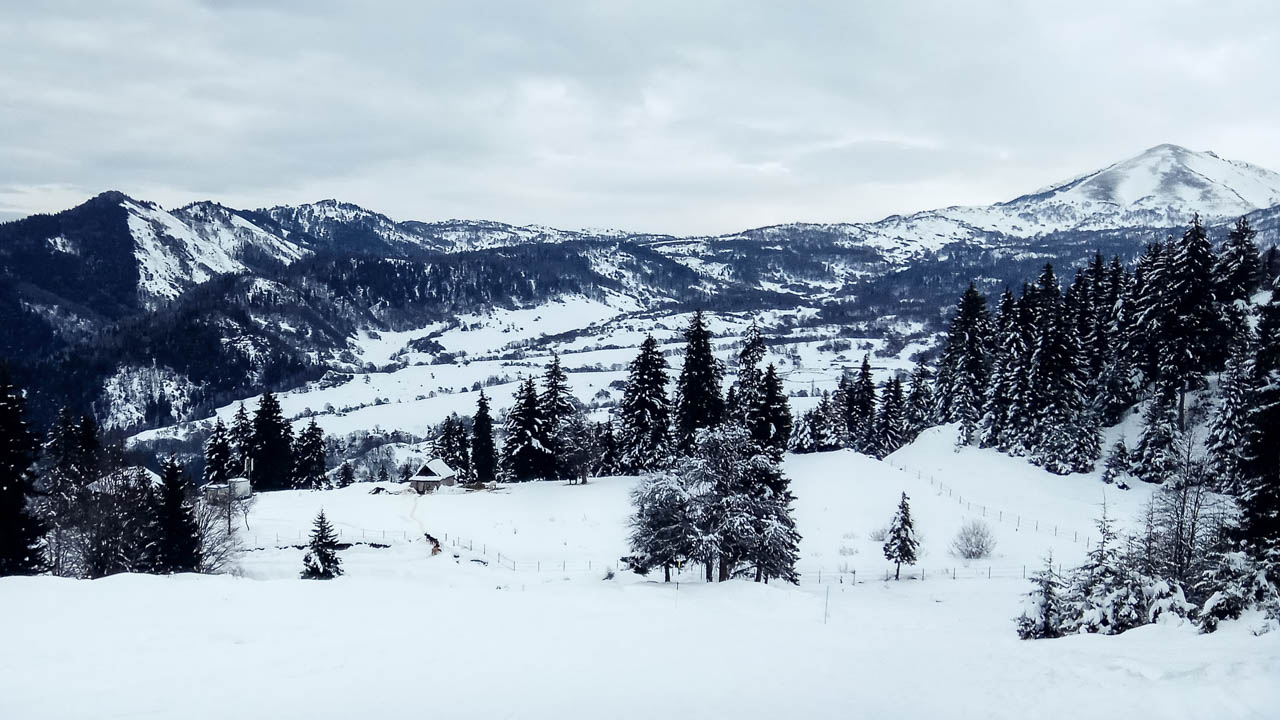 зимний лес в горах