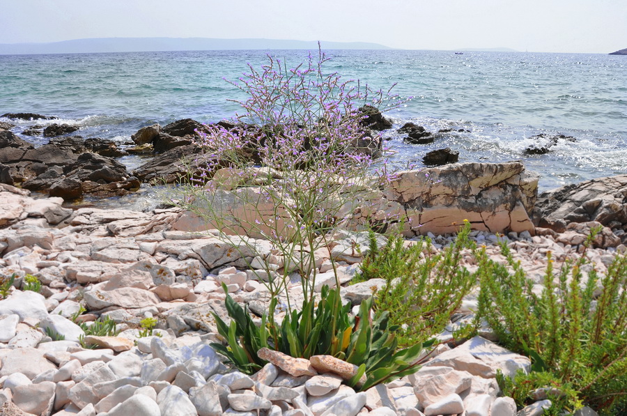 цветы на Пляже Чиово