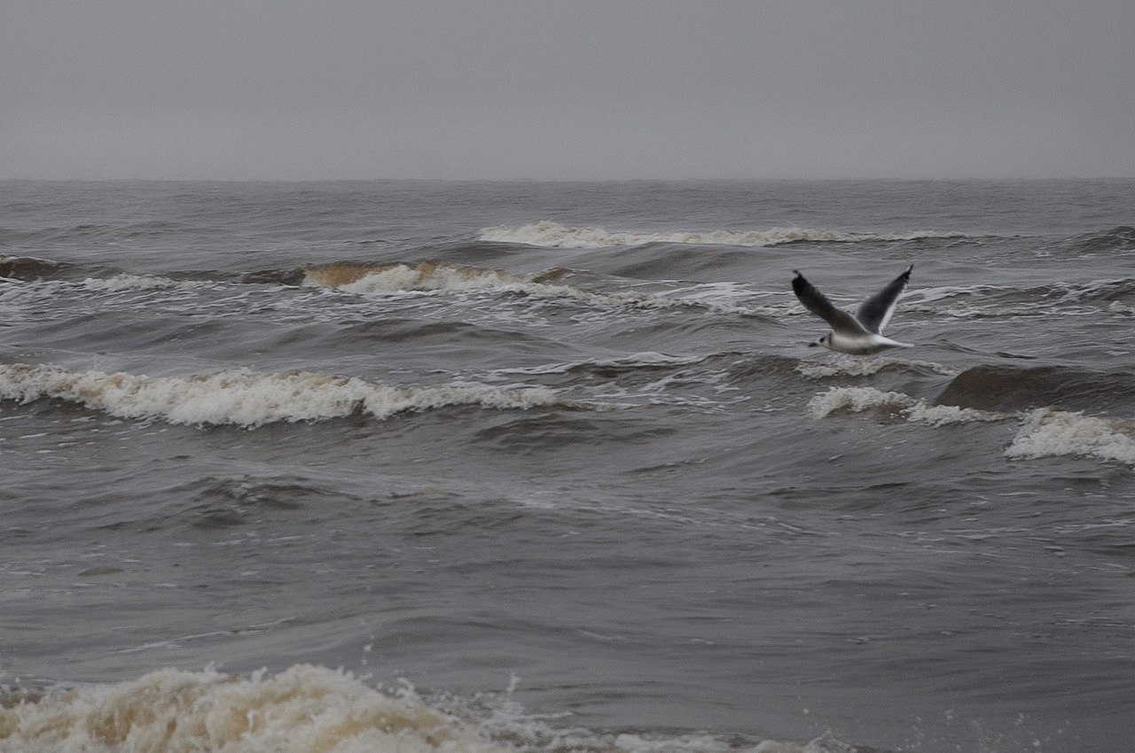 чайка над Балтикой