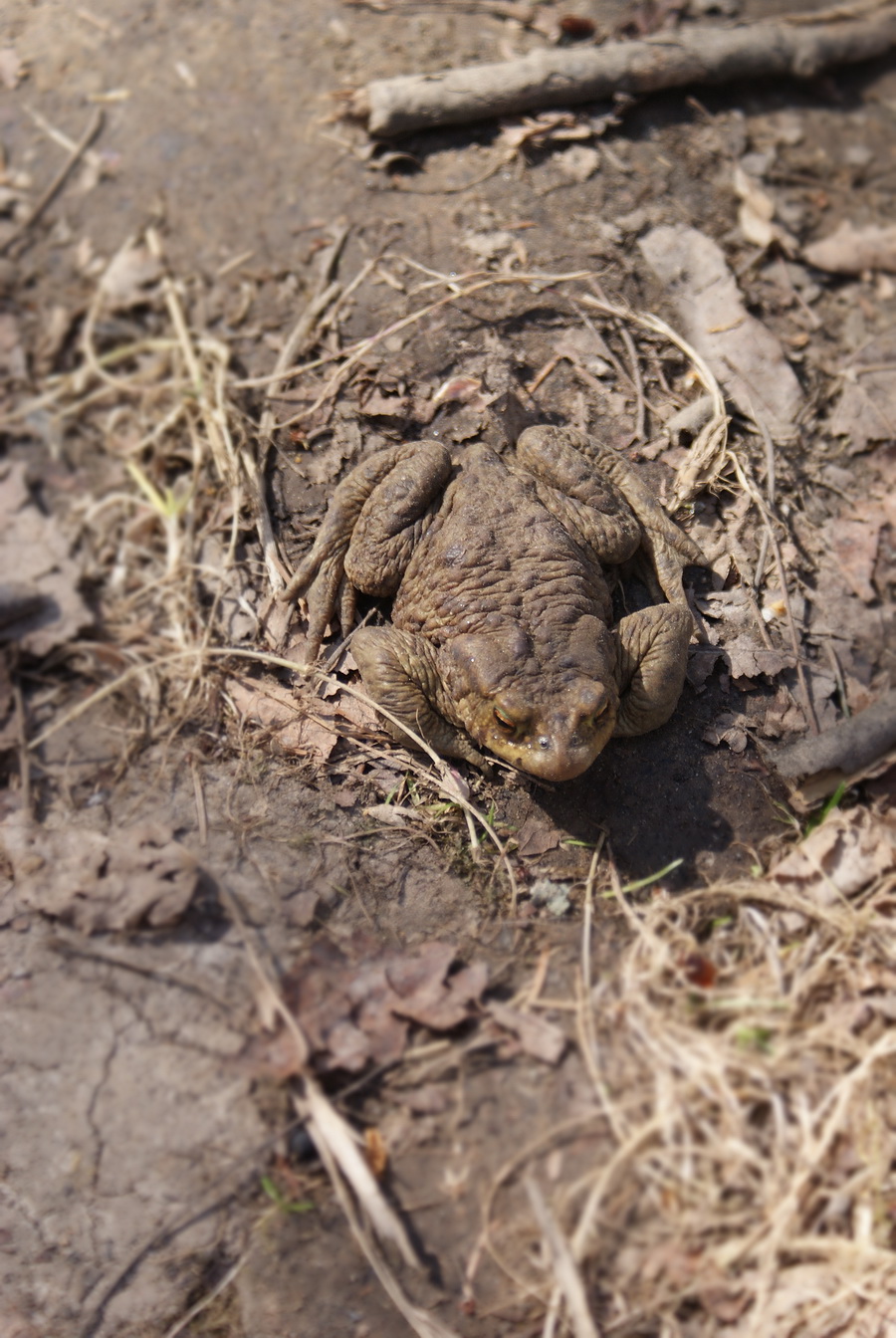 Лягушки усадьбы Середниково