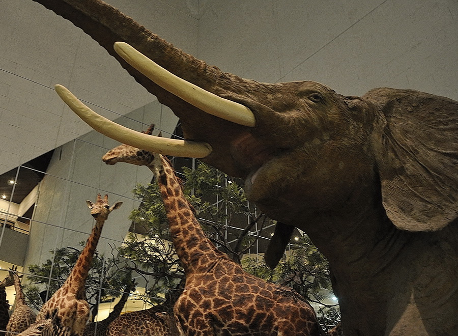 Дарвиновский музей