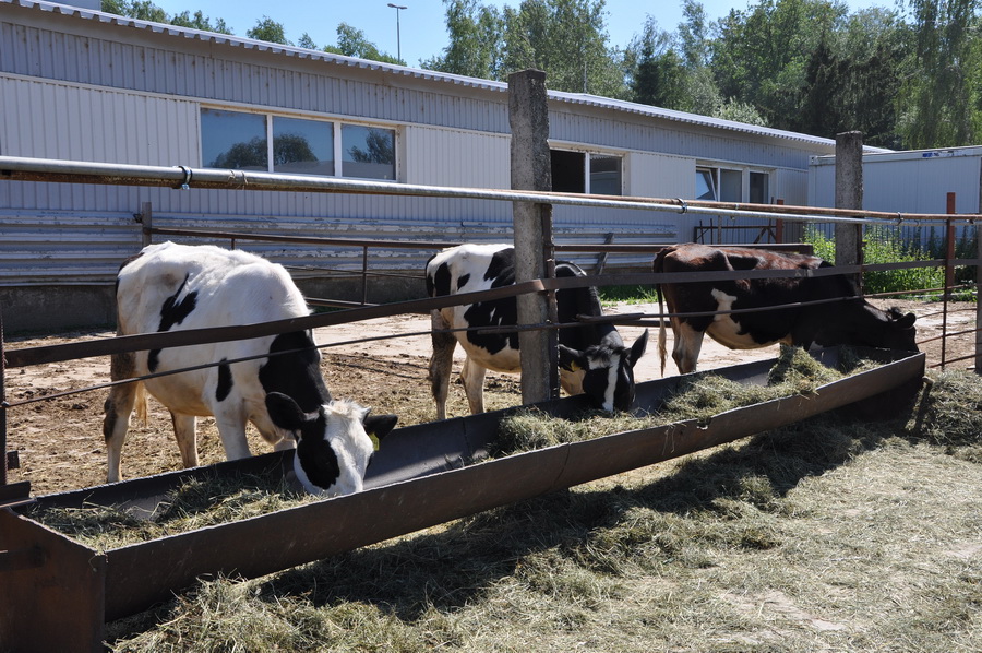 коровы на ферме