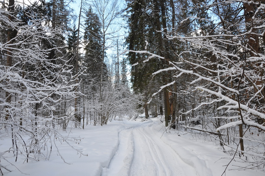 московская область зимний лес