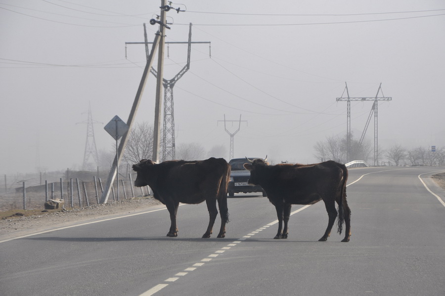 балкарские коровы на трассе