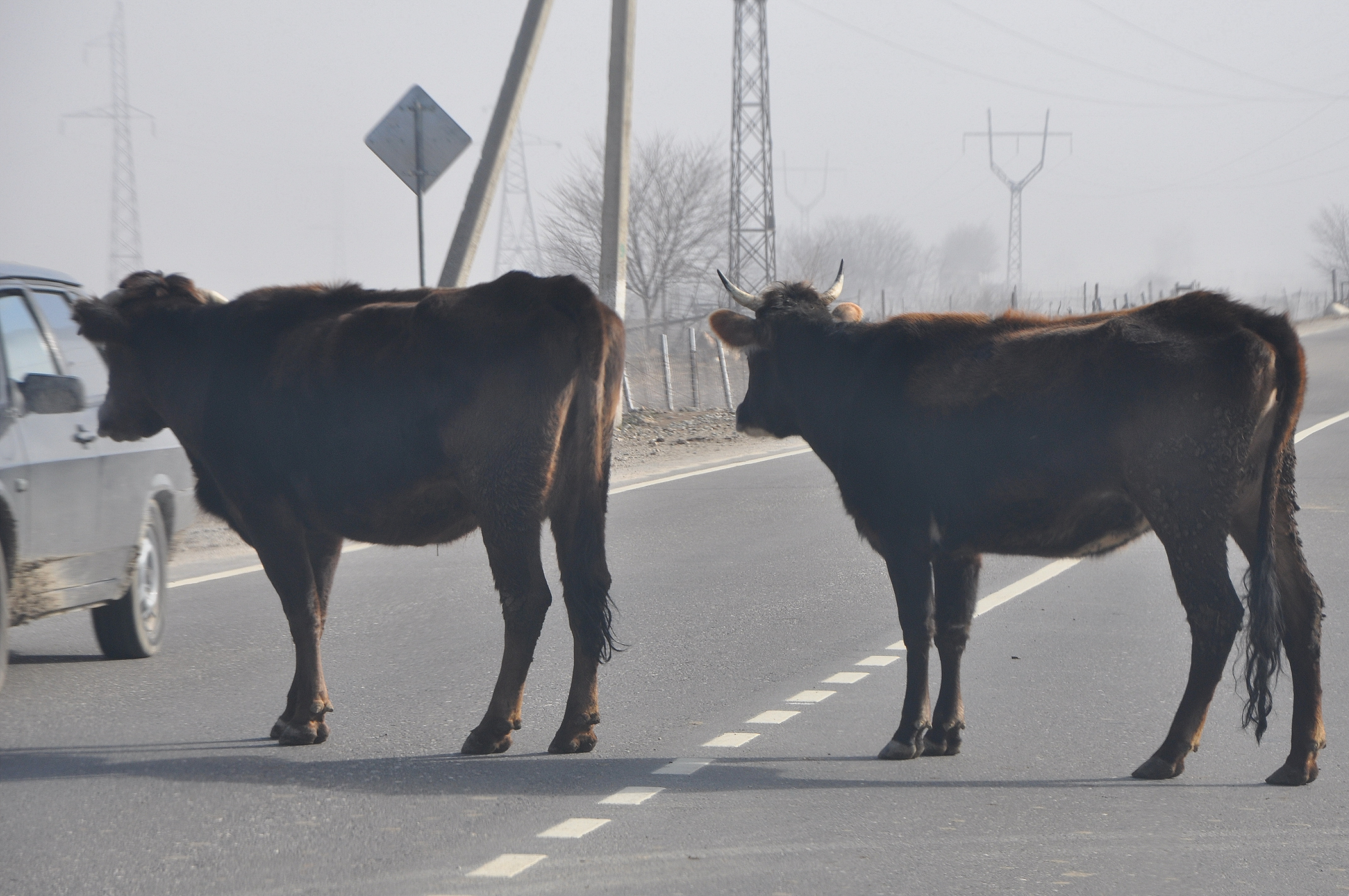 Приэльбрусье коровы на трассе