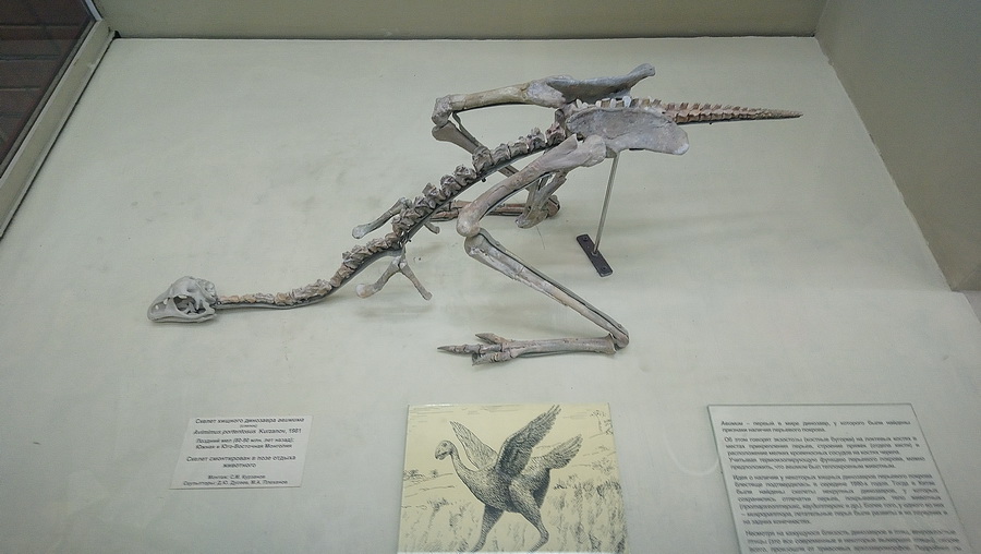экспонат московского палеонтологического музея