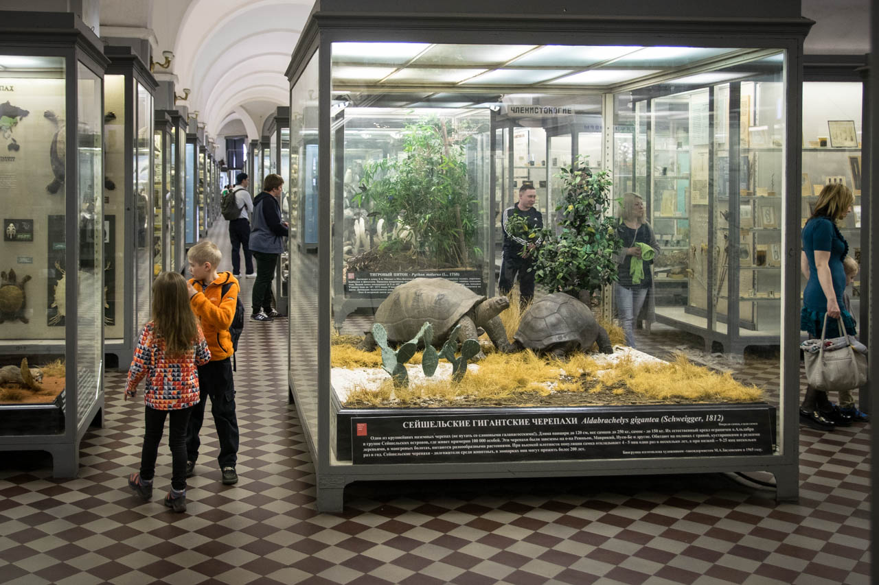 Зоологический музей Санкт-Петербург